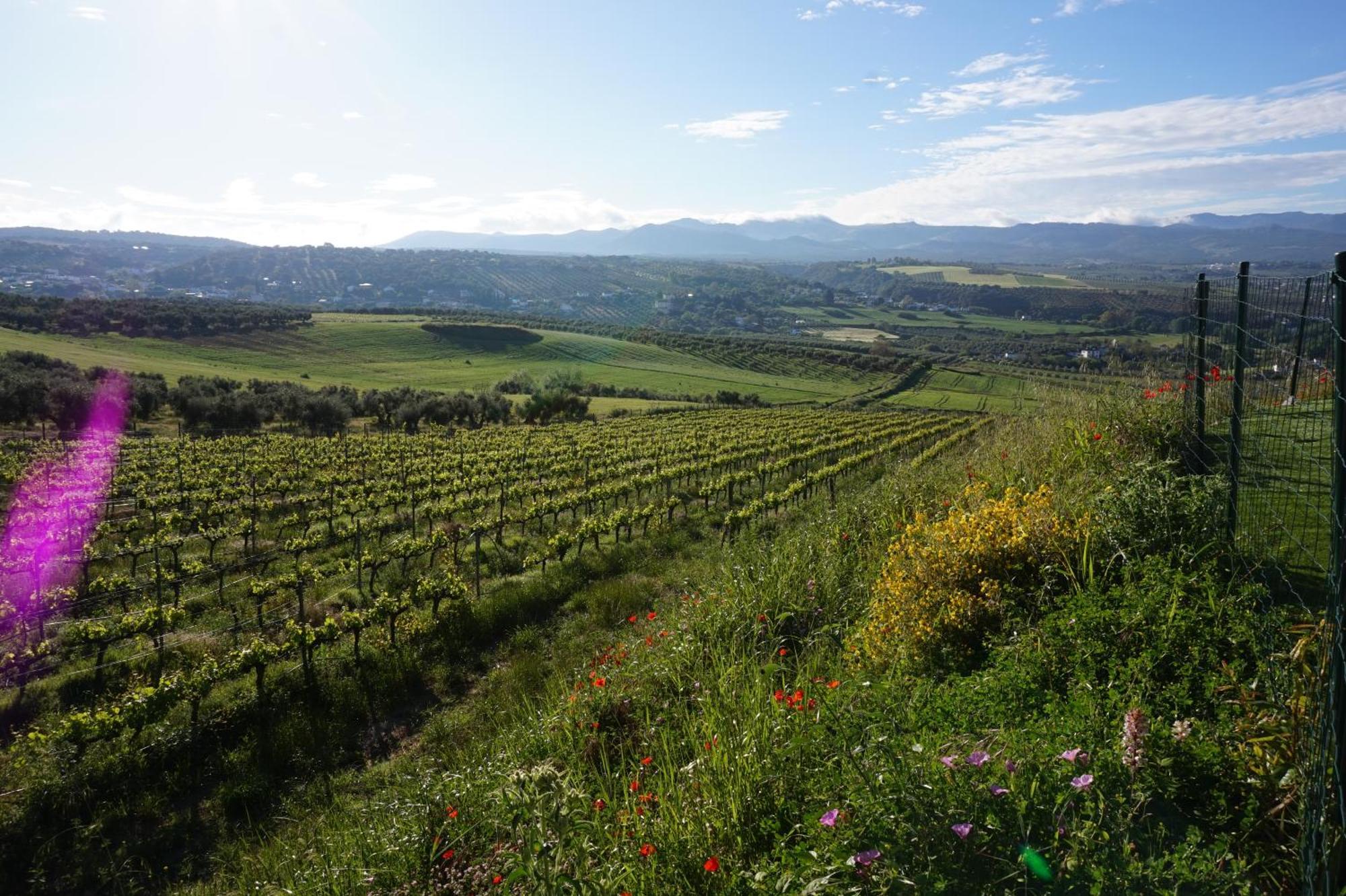 Апартаменты Bodegas Morosanto Ла-Симада Экстерьер фото